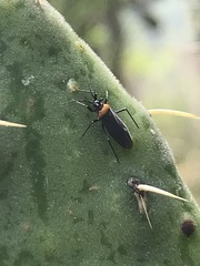 Hesperolabops mexica