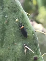 Hesperolabops mexica