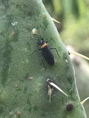 Hesperolabops mexica