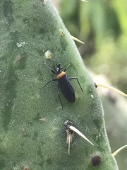Hesperolabops mexica