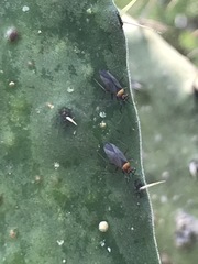Hesperolabops mexica