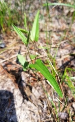 Endodeca serpentaria