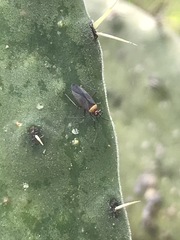 Hesperolabops mexica