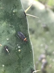 Hesperolabops mexica