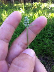 Plantago aristata