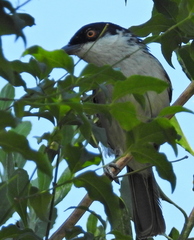 Dryoscopus cubla cubla