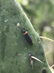 Hesperolabops mexica