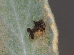 Cyphonia clavigera