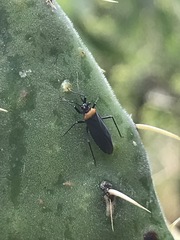 Hesperolabops mexica