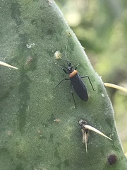 Hesperolabops mexica