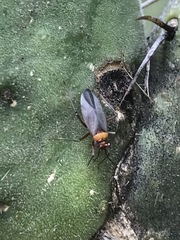 Hesperolabops mexica