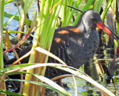 Rallus caerulescens