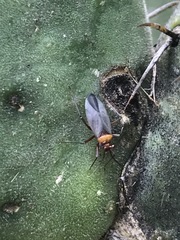 Hesperolabops mexica