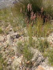 Rhodocoma fruticosa