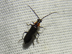 Rhagonycha lineola