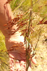 Rhodocoma fruticosa