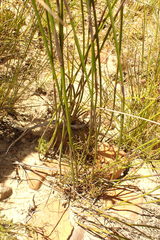 Rhodocoma fruticosa
