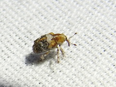 Lignyodes varius