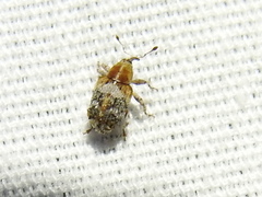 Lignyodes varius