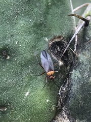 Hesperolabops mexica