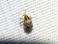 Lignyodes varius