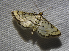 Hileithia rehamalis