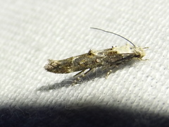 Mompha murtfeldtella