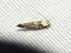 Mompha murtfeldtella