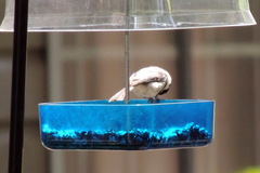 Poecile carolinensis image