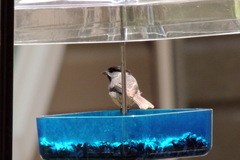 Poecile carolinensis image