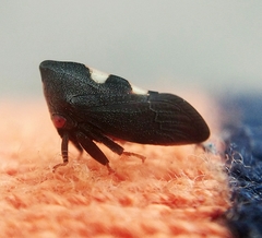 Enchenopa quadricolor