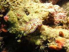 Goniobranchus kuniei