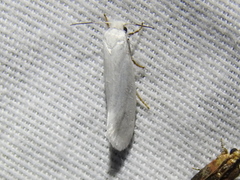 Tegeticula yuccasella