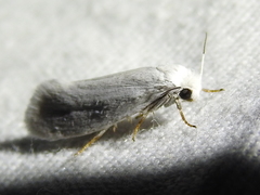 Tegeticula yuccasella
