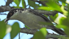 Dryoscopus cubla cubla
