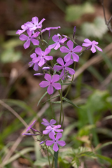 Phlox pilosa pilosa