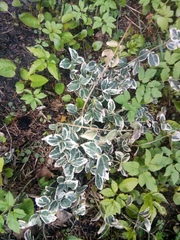 Aegopodium podagraria