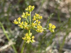 Cymopterus petraeus