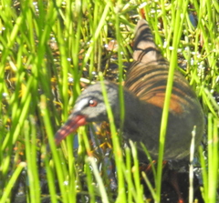 Rallus caerulescens