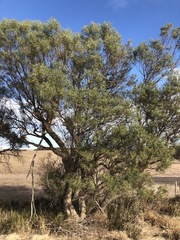 Myoporum platycarpum