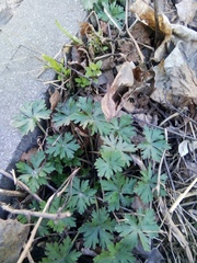 Geranium