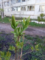 Syringa vulgaris