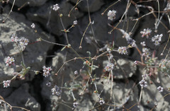 Eriogonum angulosum