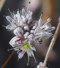 Eriogonum angulosum