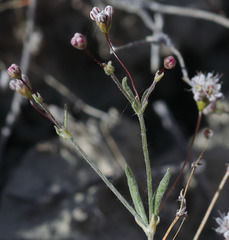 Eriogonum angulosum