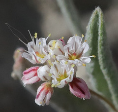 Eriogonum angulosum