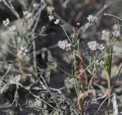 Eriogonum angulosum