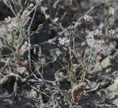 Eriogonum angulosum