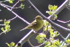 Leiothlypis celata orestera