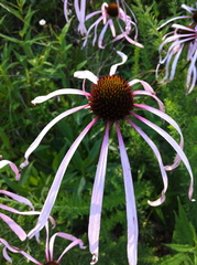 Echinacea laevigata